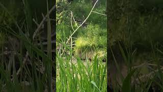 Nature hidden in the city of Calgary [upl. by Venn894]