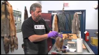 Muskrat Pelt Handling [upl. by Annahael759]