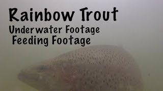 Rainbow Trout Underwater  Trout amp Salmon Feeding [upl. by Wendi616]