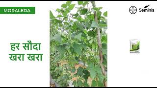 Bayer Seminis Moraleda । Beans Seed। Profitable For Farmers [upl. by Stagg]