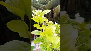 4 gardening tips to get maximum flower on Mogra jasmineArabian jasmine plant🌱🌱Israts Garden🌿🌿🌸 [upl. by Brinn]