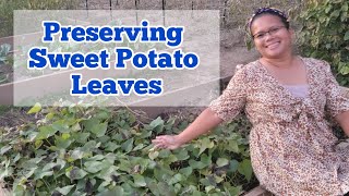 How To Preserve Sweet Potato Leaves  Gardening in Kentucky [upl. by Gnort]