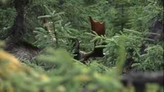 Chasse à lorignal  Réserve faunique de Matane  Sépaq [upl. by Htes]