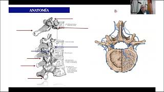 SPINE WEBINAR 59 ANATOMIA DE COLUMNA TORACOLUMBAR Y CONDUCTO LUMBAR ESTRECHO [upl. by Erotavlas]