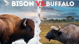 Bison vs Buffalo Quick Facts and Differences [upl. by Anderson]