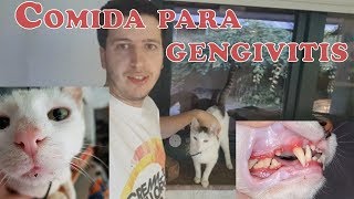 Alimentación para gato con GINGIVITIS infección de diente [upl. by Romo675]