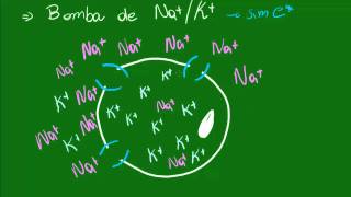 Membrana Plasmática  Transporte de Substâncias [upl. by Enelehs]