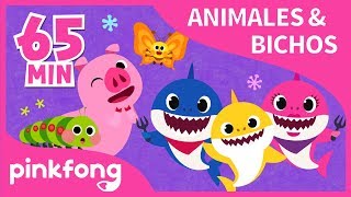 Las Mejores Canciones de Animales amp Bichos  Recopilación  Pinkfong Canciones Infantiles [upl. by Notxarb]