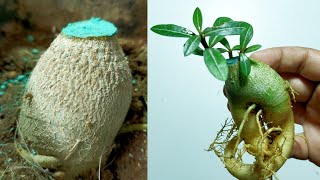 Grow Multiple Branches In Adenium  Make Adenium Caudex Fat With Shown Method [upl. by Newol]