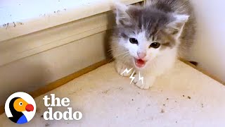 Tiny Feral Kittens Learn To Accept Love  The Dodo [upl. by Trubow926]