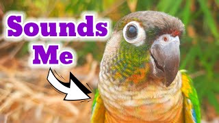 pyrrhura molinae conure parrot natural SOUNDS My bird is happy when it sings animal sounds Pyrrhura [upl. by Nadnal]