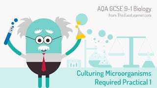 AQA GCSE 91 Biology Culturing Microorganisms Required Practical [upl. by Lebyram]