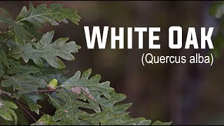 White Oak Quercus alba  Nativ Nurseries [upl. by Zailer582]