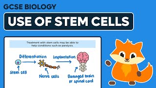 Use of Stem Cells  GCSE Biology [upl. by Annairdna]