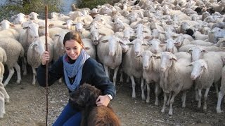 cuando las ovejas oyen el llamado de su pastor [upl. by Aicekat]