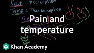 Pain and temperature  Integumentary system physiology  NCLEXRN  Khan Academy [upl. by Thorlay911]