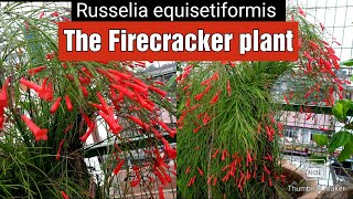 Firecracker plant  Russelia equisetiformis  fountainbush  coral plant coral fountain care [upl. by Nylecsoj491]