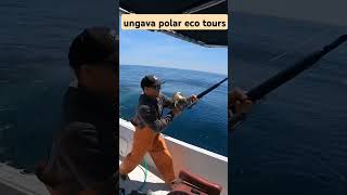 UNGAVA POLAR ECO TOURS hiddenatlastravel travel [upl. by Logan]