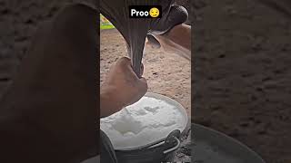 Dairy form Milk maker shahzebvlogs milk beautiful king proplayer noobvlog [upl. by Ocko]