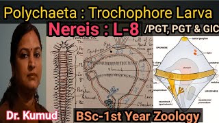 Nereis Trochophore Larva Larva Of Polychaeta L8BSc1st YearZoology TGT PGT amp GIC STD [upl. by Kisung]