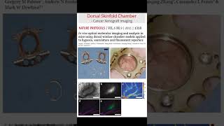 Basics of Intravital Fluorescence Microscopy shorts [upl. by Cynara]