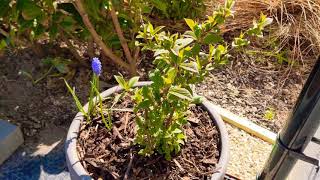 Growing Viburnum Bodnantense Dawn Arrowwood in a potcontainer [upl. by Euqnomod]