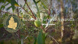 Bushcraft Survival Australia  Wild Edibles [upl. by Nrubyar]