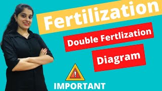 Fertilization in Plants Class 9 ICSE Biology Chapter 5 Double Fertilization Plants Class 10 Diagram [upl. by Dareece257]