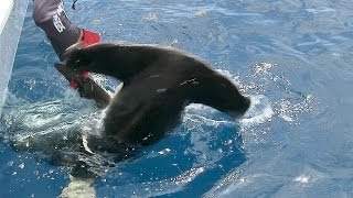 Hammerhead Shark caught using a Handline [upl. by Welford759]