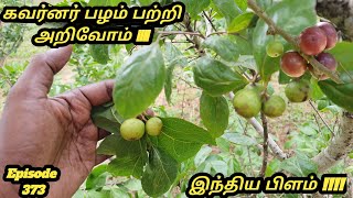 கவர்னர் பிளம் இந்திய பிளம் மடகாஸ்கர் பிளம் Flacourtia indica governors plum Madagascar plum [upl. by Yves]