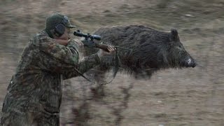 Bulgarian Wild Boar Hunting [upl. by Hali]