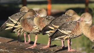 Plumed WhistlingDuck 55 [upl. by Ahsakal174]