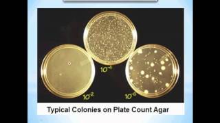 Total plate count [upl. by Apilef]