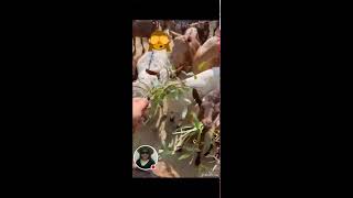 J Lay Channel is liveFeeding goat KSA goat farm [upl. by Faunie504]