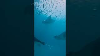 papular mant fish trainvideo viralvideo [upl. by Dalli]