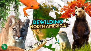 5 REWILDING Success Stories of North America [upl. by Aihsenat]