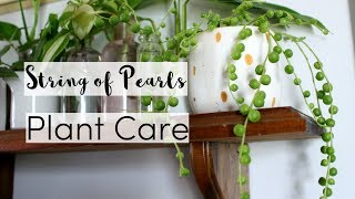 7 Tips to Take Care of A String Of Pearls Houseplant  String of Pearls Care Guide [upl. by Adanar]