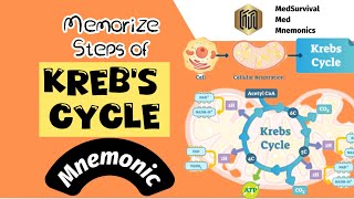 An easy way to remember steps of TCA Krebs Cycle  Biochemistry Mnemonic [upl. by Sivet]