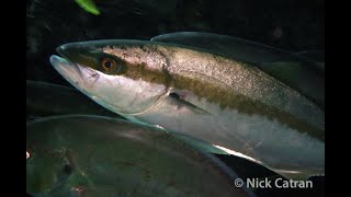 Yellowtail Kingfish  Seriola lalandi [upl. by Salhcin]