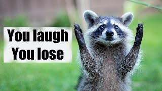 Try not to laugh or smile  Funny raccoon compilation 2017 [upl. by Aynwat]