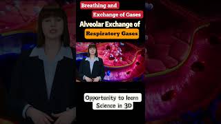 Breathing and exchange of gases class 11th biology neet ncert cbse [upl. by Ihab]