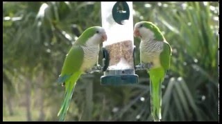 Wild Quaker Parrots in South Florida [upl. by Sammons745]