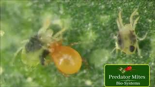 Persimilis Attacking Spider Mites  Predator Mites BioSystems LLC [upl. by Anayaran726]