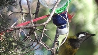 How to Make Nectar Feeder for Honeyeater Birds ◔◔ ✿ [upl. by Ahrat]