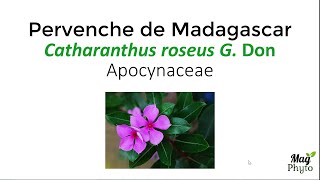 Les vinca alcaloïdes anticancéreux de la pervenche de Madagascar Catharanthus roseus G Don [upl. by Torrey]