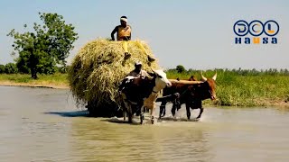 Yadda manoman Zabarmari jihar Borno suka tabka asarar amfanin gona a kakar bana [upl. by Eiral]