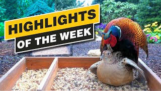 Highlights Of The Week  March 2024  Week 12 🌻 BACK AGAIN [upl. by Seyer]