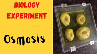 Osmosis experiment class9 Biology [upl. by Arahsat]