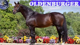 TOP Beautiful Oldenburg Horse in the World [upl. by Cummings]