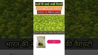 सबसे अधिक उत्पादन देने वाली सरसों की किस्म AHBJ 7044 [upl. by Shieh]